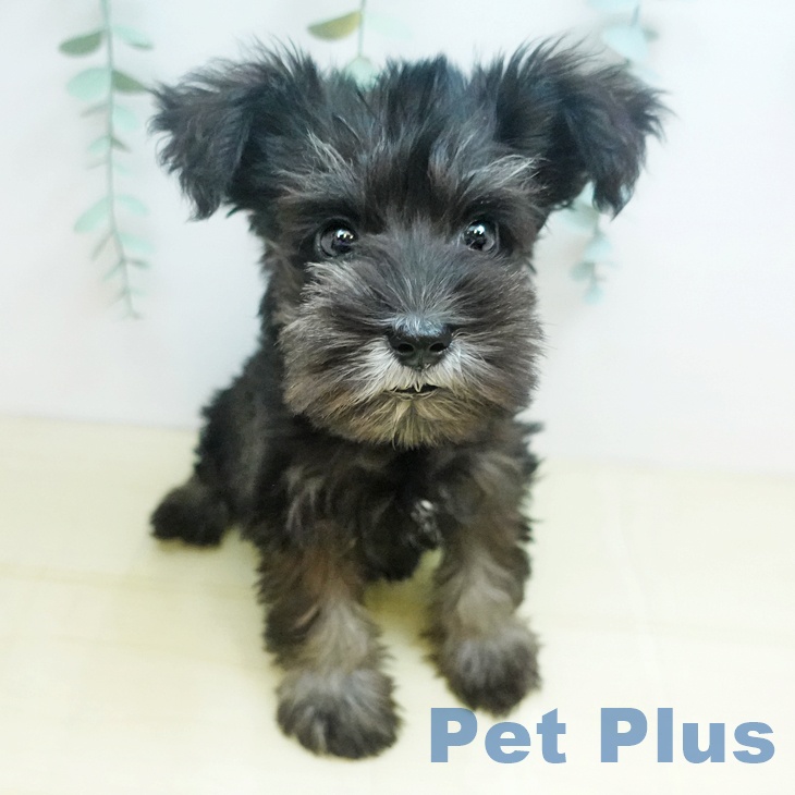 ミニチュア・シュナウザー