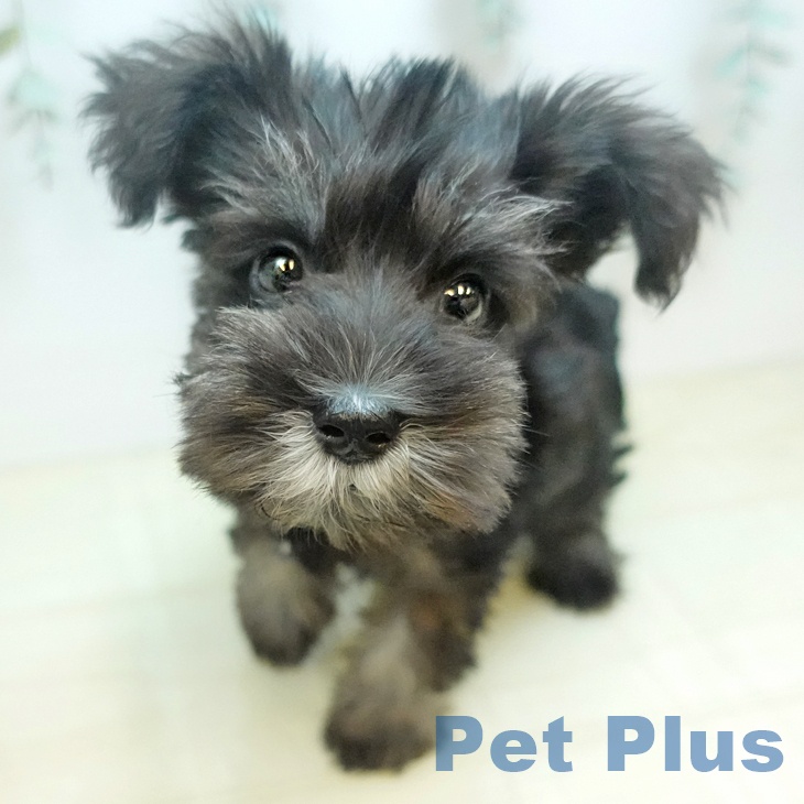 ミニチュア・シュナウザー