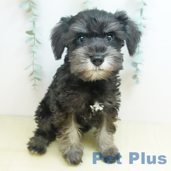 長野県のミニチュアシュナウザー (ペットプラス 松本店/2025年8月16日生まれ/女の子/ブラックシルバー)の子犬の1枚目の画像