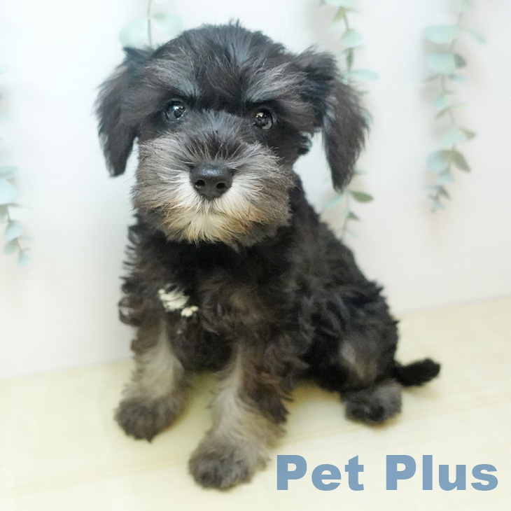 長野県のミニチュアシュナウザー (ペットプラス 松本店/2025年8月16日生まれ/女の子/ブラックシルバー)の子犬の2枚目の画像