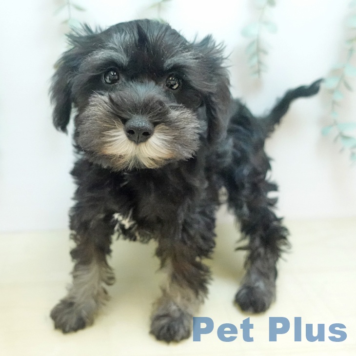 埼玉県のミニチュアシュナウザー (ペットプラス 羽生店/2025年8月16日生まれ/女の子/ブラックシルバー)の子犬の2枚目の画像