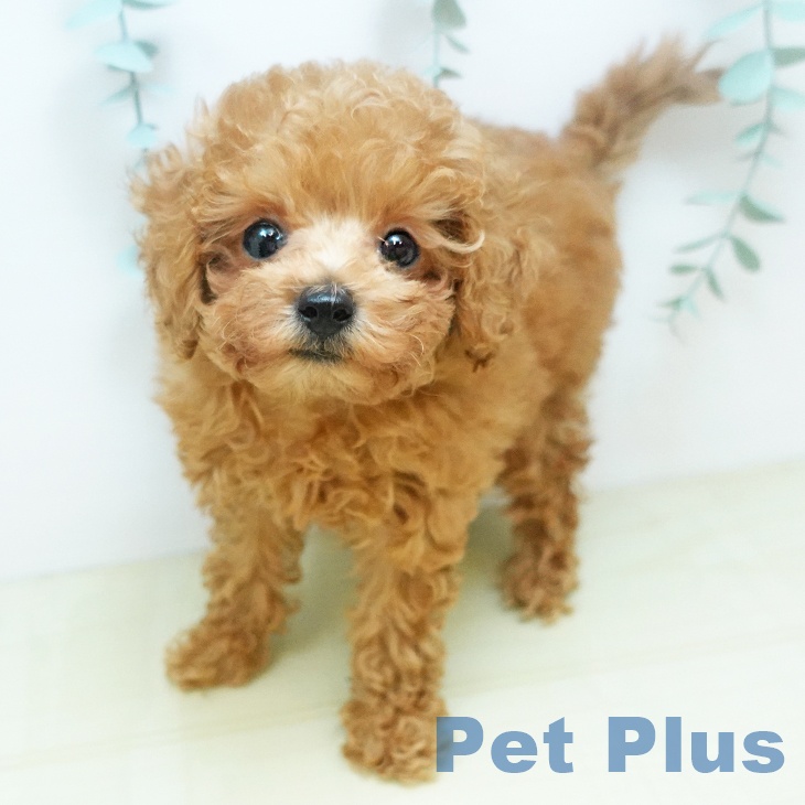 山形県のトイプードル(トイ) (ペットプラス 天童店/2025年8月20日生まれ/女の子/オレンジフォーン)の子犬の1枚目の画像
