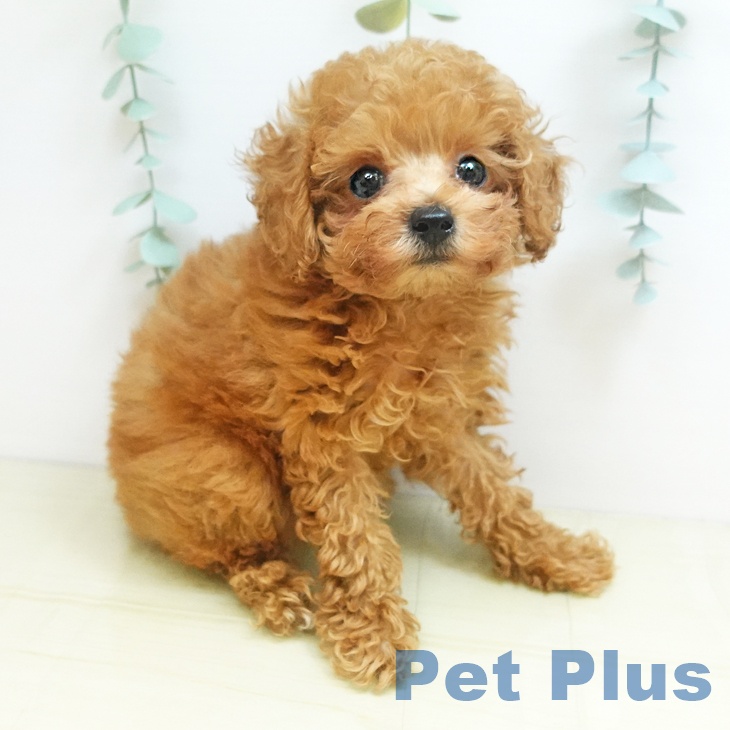 山形県のトイプードル(トイ) (ペットプラス 天童店/2025年8月20日生まれ/女の子/オレンジフォーン)の子犬の2枚目の画像