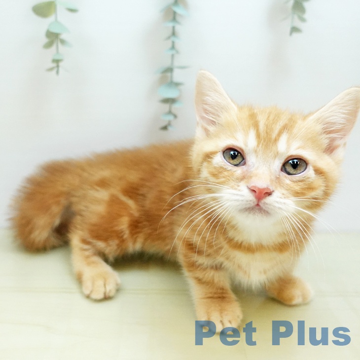 岡山県のマンチカン (ペットプラス岡山店/2025年8月15日生まれ/男の子/レッドタビー)の子猫の1枚目の画像