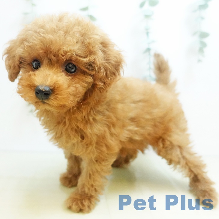 鳥取県のトイプードル(トイ) (ペットプラス日吉津店/2025年8月23日生まれ/男の子/レッド)の子犬