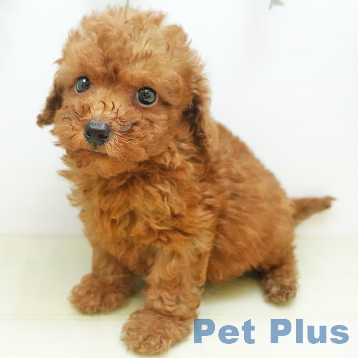 愛媛県のトイプードル(トイ) (ペットプラス新居浜店/2025年8月23日生まれ/男の子/レッド)の子犬の1枚目の画像