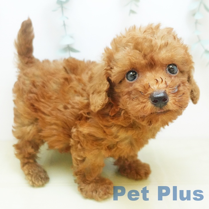 愛媛県のトイプードル(トイ) (ペットプラス新居浜店/2025年8月23日生まれ/男の子/レッド)の子犬の2枚目の画像