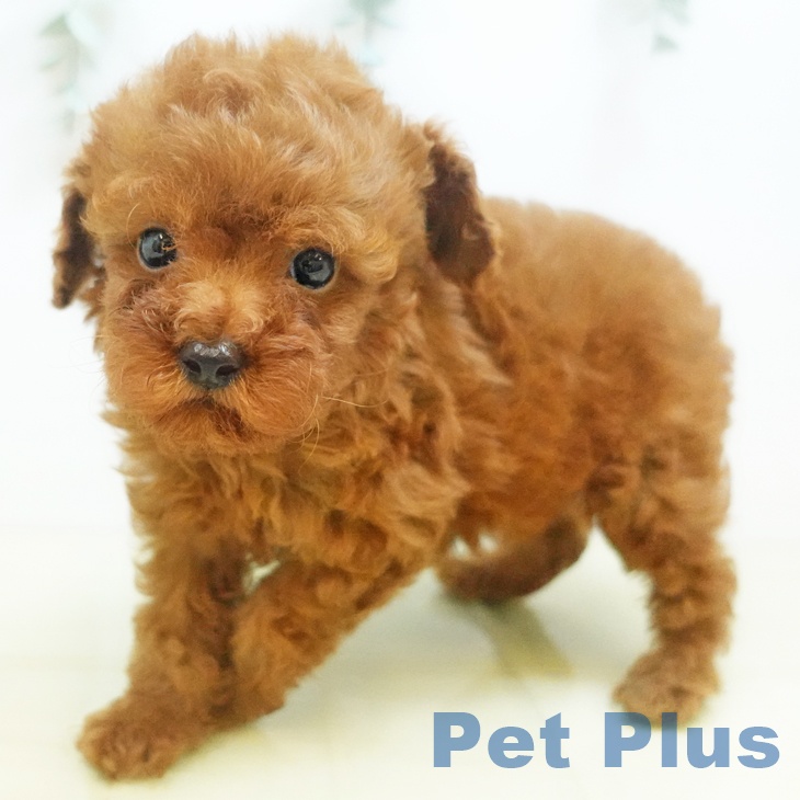 岡山県のトイプードル(トイ) (ペットプラス岡山店/2025年8月23日生まれ/男の子/レッド)の子犬