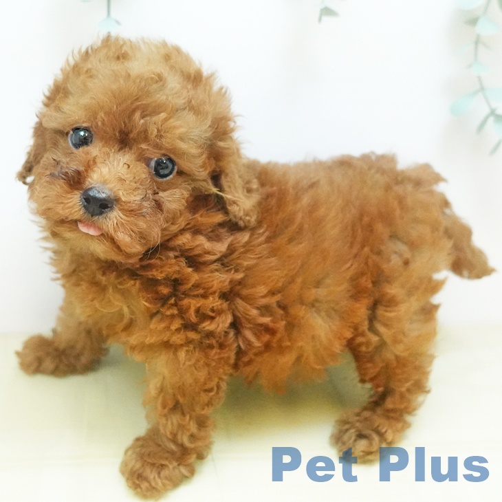 鳥取県のトイプードル(トイ) (ペットプラス日吉津店/2025年8月23日生まれ/女の子/レッド)の子犬