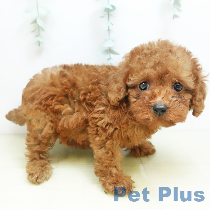 徳島県のトイプードル(トイ) (ペットプラス徳島店/2025年8月23日生まれ/女の子/レッド)の子犬