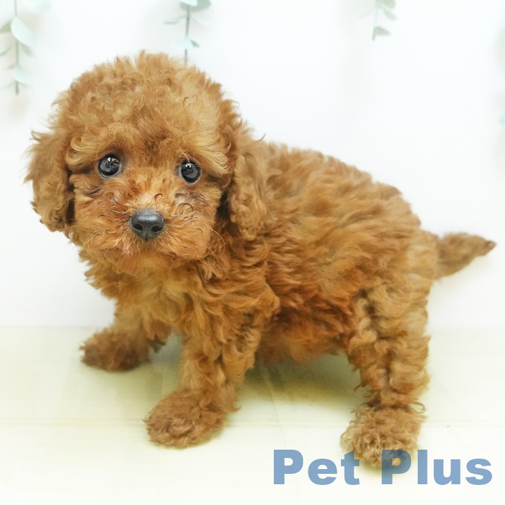 徳島県のトイプードル(トイ) (ペットプラス徳島店/2025年8月23日生まれ/女の子/レッド)の子犬の2枚目の画像
