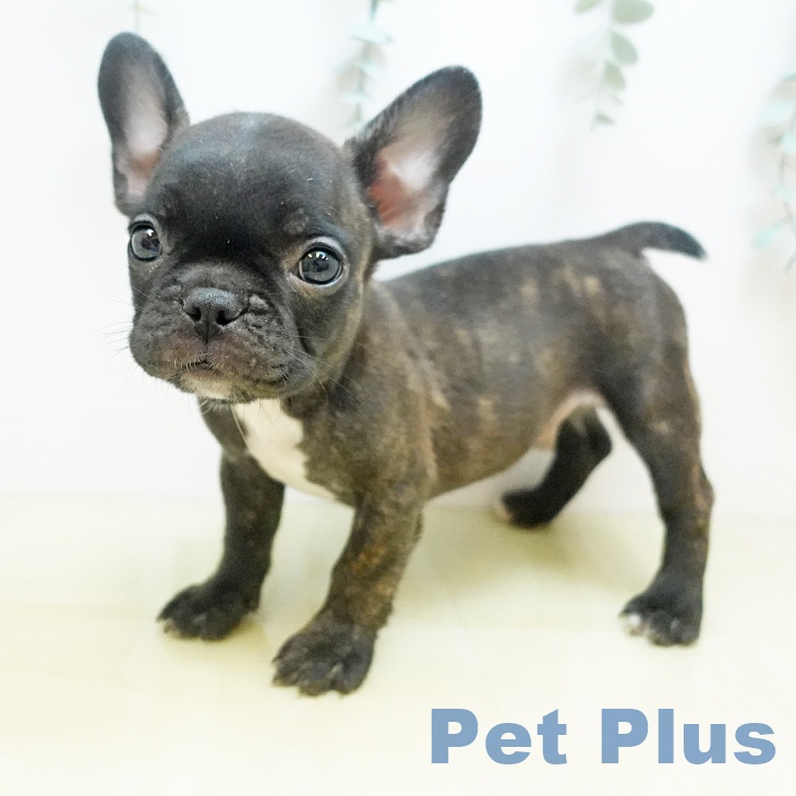 大阪府のフレンチブルドッグ (ペットプラス イオン大日店/2025年8月25日生まれ/男の子/ブリンドル)の子犬の1枚目の画像