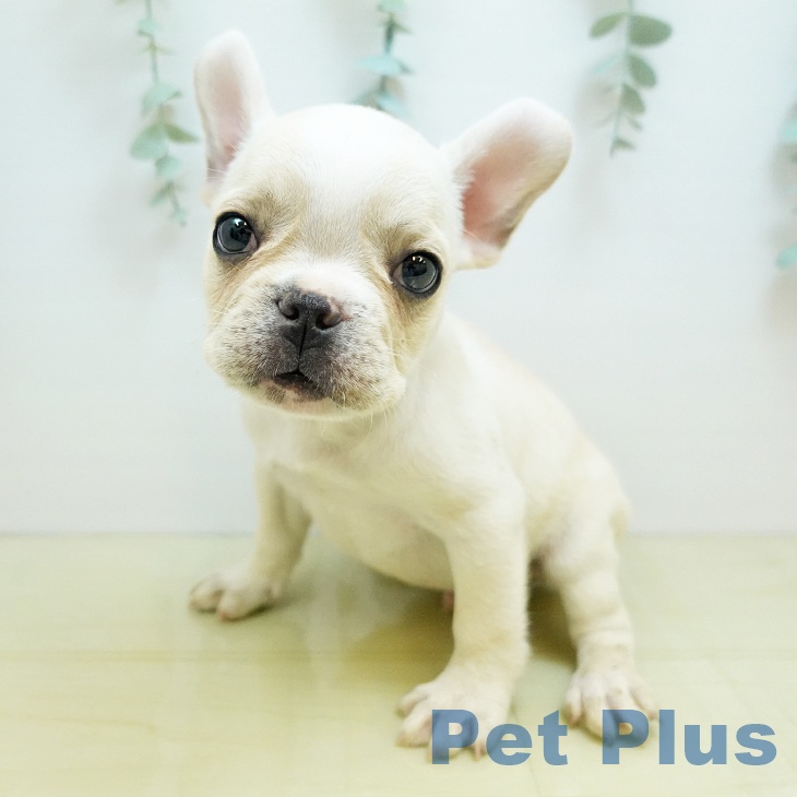 大阪府のフレンチブルドッグ (ペットプラス りんくう泉南店/2025年8月25日生まれ/男の子/クリーム)の子犬の1枚目の画像