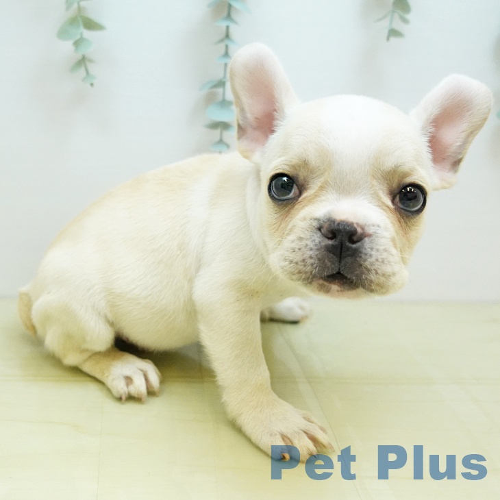 大阪府のフレンチブルドッグ (ペットプラス りんくう泉南店/2025年8月25日生まれ/男の子/クリーム)の子犬の2枚目の画像