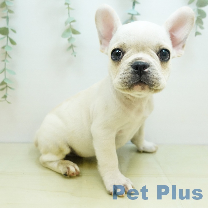 フレンチ・ブルドッグの写真1