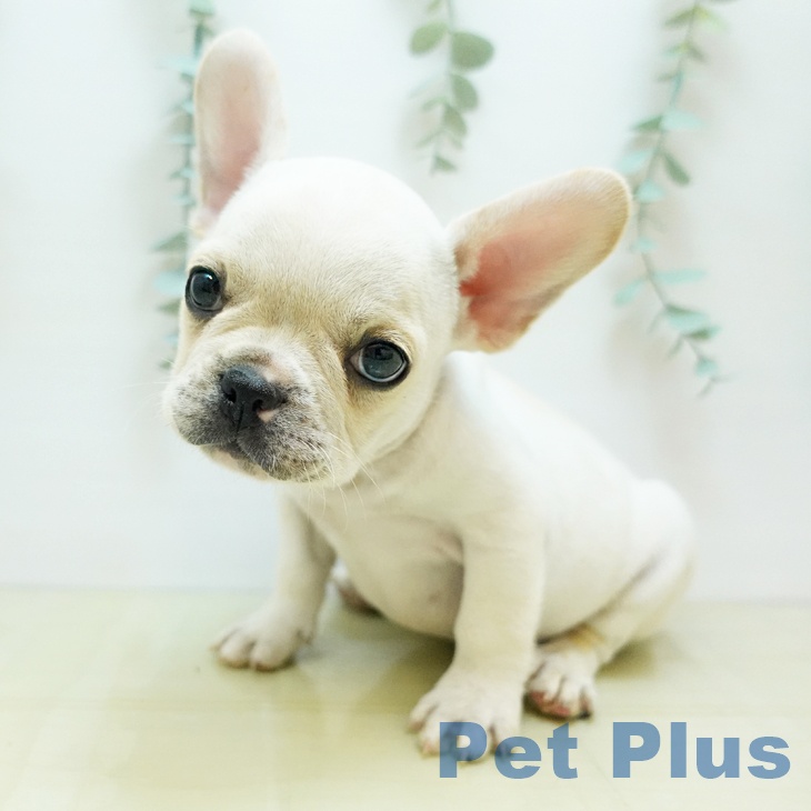 フレンチ・ブルドッグの写真2