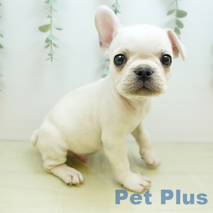 大阪府のフレンチブルドッグ (ペットプラス 堺北花田店/2025年8月25日生まれ/男の子/クリーム)の子犬の1枚目の画像