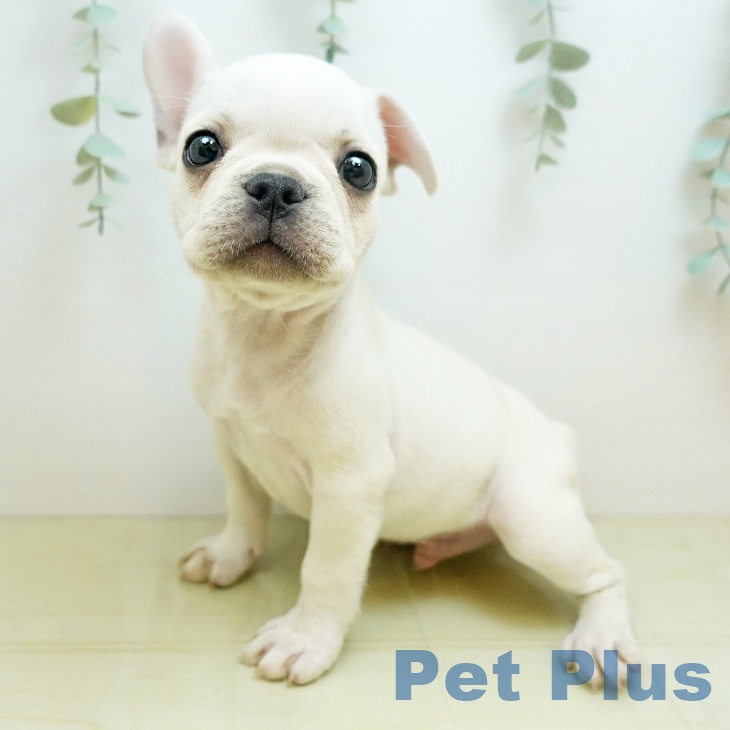 大阪府のフレンチブルドッグ (ペットプラス 堺北花田店/2025年8月25日生まれ/男の子/クリーム)の子犬の2枚目の画像