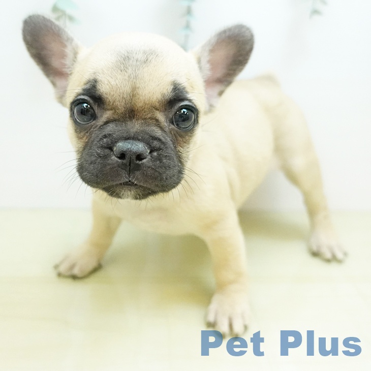 フレンチ・ブルドッグ