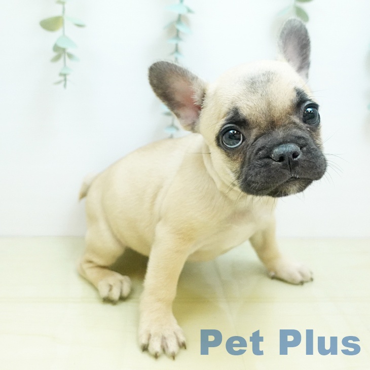 京都府のフレンチブルドッグ (ペットプラス 久御山店/2025年8月25日生まれ/女の子/フォーン)の子犬の2枚目の画像