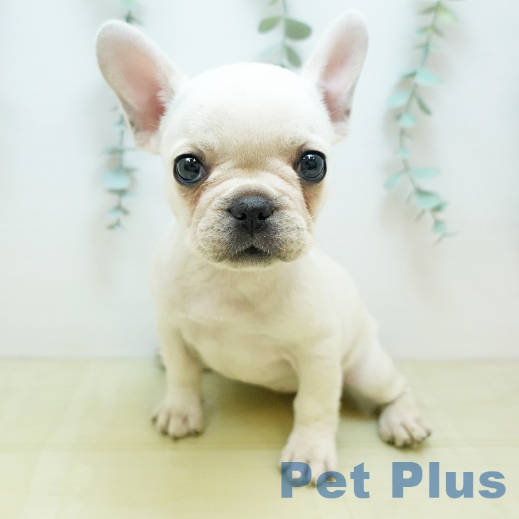 大阪府のフレンチブルドッグ (ペットプラス 四條畷店/2025年8月25日生まれ/女の子/クリーム)の子犬の1枚目の画像