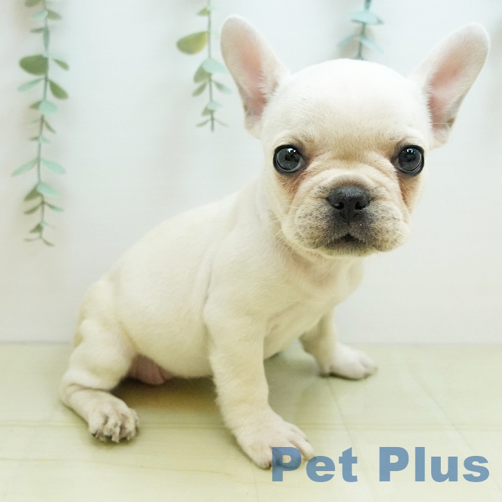 大阪府のフレンチブルドッグ (ペットプラス 四條畷店/2025年8月25日生まれ/女の子/クリーム)の子犬の2枚目の画像