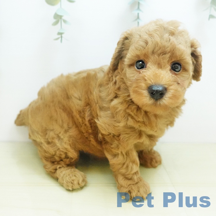 岡山県のトイプードル(トイ) (ペットプラス 岡山店/2025年8月26日生まれ/男の子/レッド)の子犬の1枚目の画像
