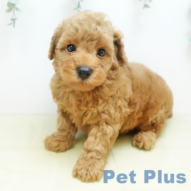 岡山県のトイプードル(トイ) (ペットプラス 岡山店/2025年8月26日生まれ/男の子/レッド)の子犬の2枚目の画像