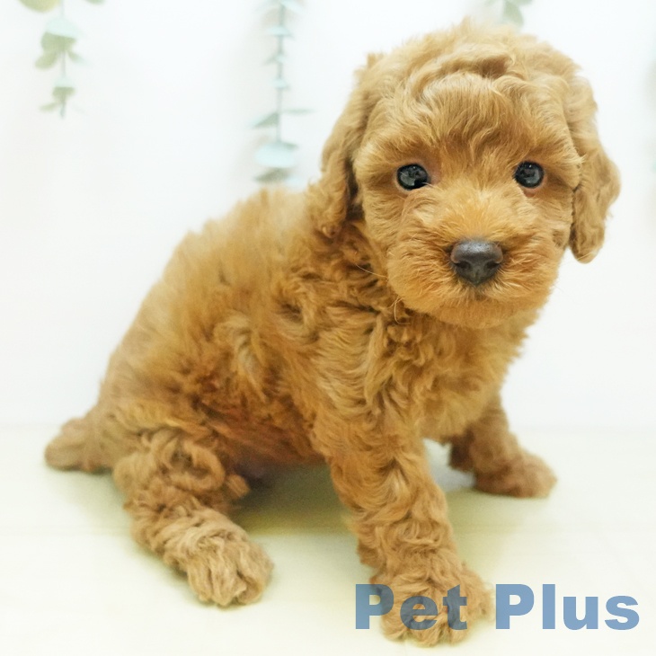 香川県のトイプードル(トイ) (ペットプラス 高松店/2025年8月26日生まれ/女の子/レッド)の子犬の1枚目の画像