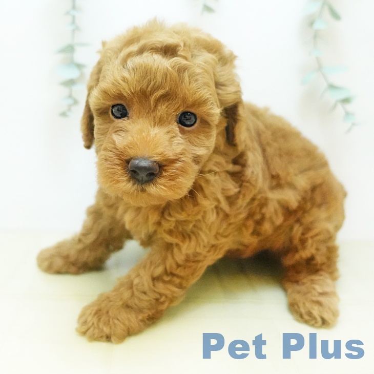 香川県のトイプードル(トイ) (ペットプラス 高松店/2025年8月26日生まれ/女の子/レッド)の子犬の2枚目の画像