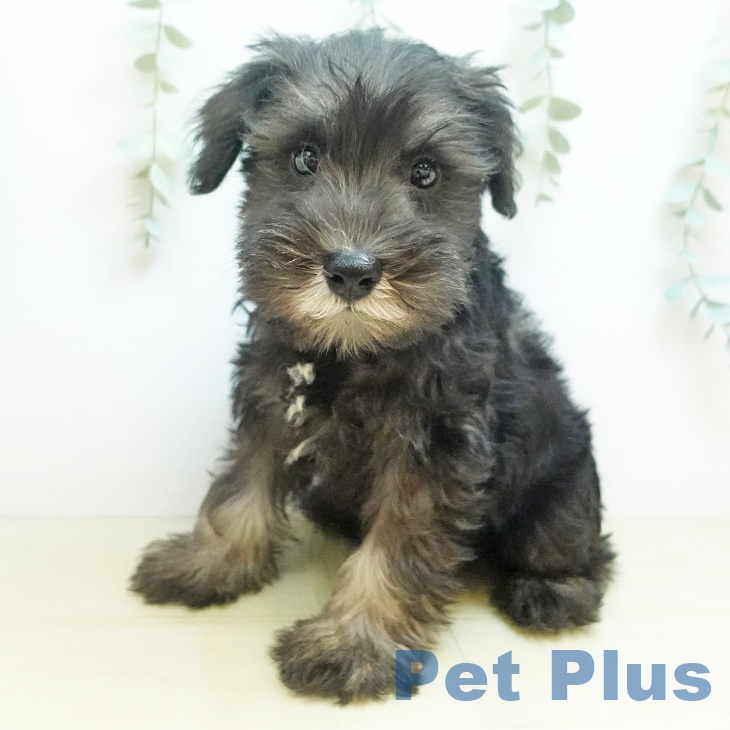 鳥取県のミニチュアシュナウザー (ペッツワン 日吉津店/2025年8月23日生まれ/男の子/ソルトペッパー)の子犬の1枚目の画像