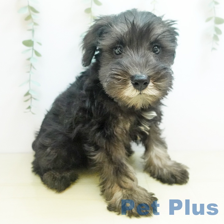 鳥取県のミニチュアシュナウザー (ペッツワン 日吉津店/2025年8月23日生まれ/男の子/ソルトペッパー)の子犬の2枚目の画像