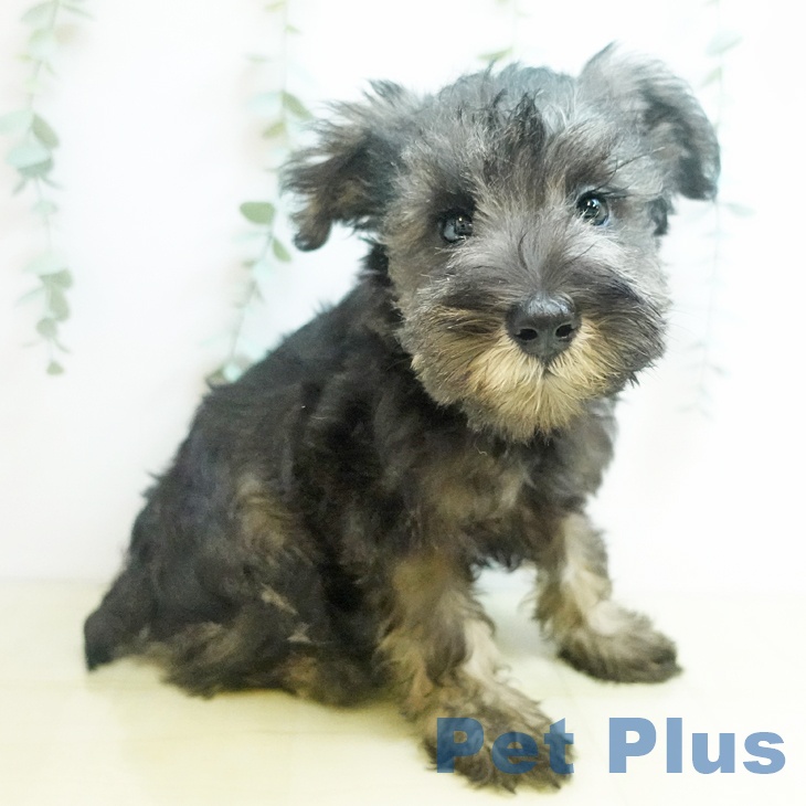 徳島県のミニチュアシュナウザー (ペットプラス 徳島店/2025年8月23日生まれ/女の子/ソルトペッパー)の子犬