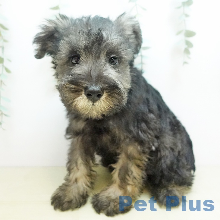 2025年8月23日生まれのミニチュアシュナウザーの2枚目の写真