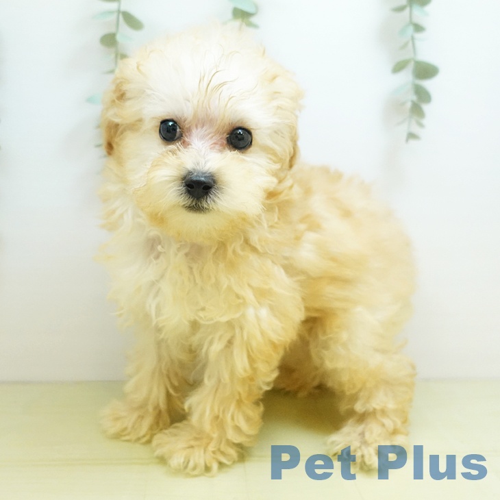 岡山県のトイプードル(トイ) (ペットプラス 岡山店/2025年8月20日生まれ/女の子/クリーム)の子犬の1枚目の画像