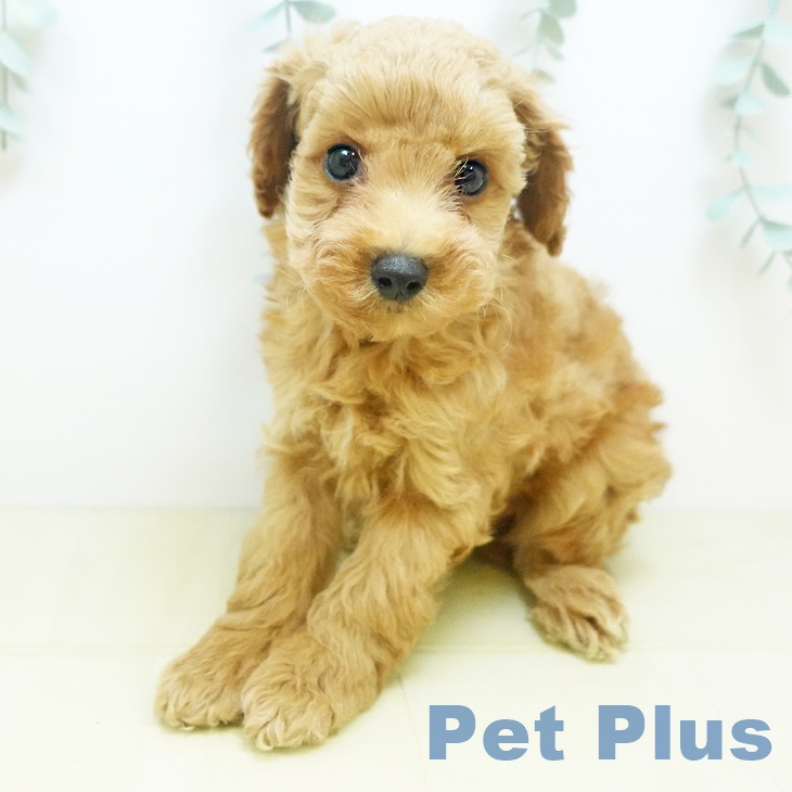 大阪府のトイプードル(トイ) (ペットプラス イオン大日店/2025年8月29日生まれ/男の子/アプリコット)の子犬の1枚目の画像