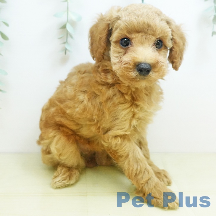 大阪府のトイプードル(トイ) (ペットプラス イオン大日店/2025年8月29日生まれ/男の子/アプリコット)の子犬の2枚目の画像