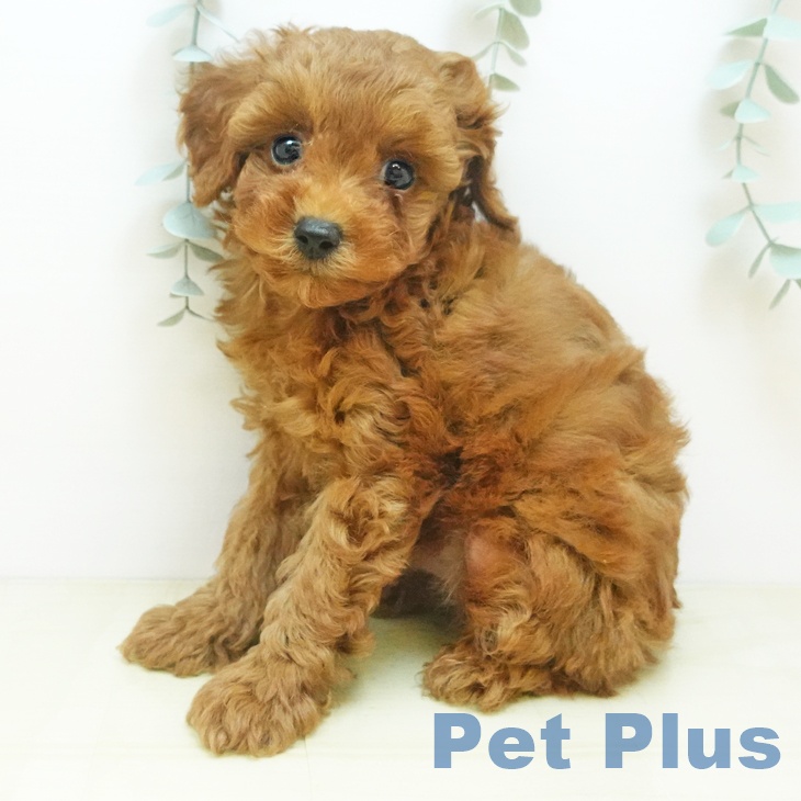 兵庫県のトイプードル(トイ) (ペットプラス 神戸三宮店/2025年8月29日生まれ/男の子/レッド)の子犬の1枚目の画像