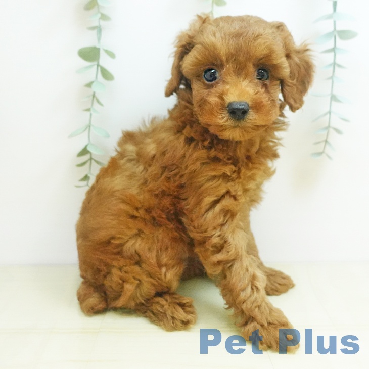 兵庫県のトイプードル(トイ) (ペットプラス 神戸三宮店/2025年8月29日生まれ/男の子/レッド)の子犬の2枚目の画像