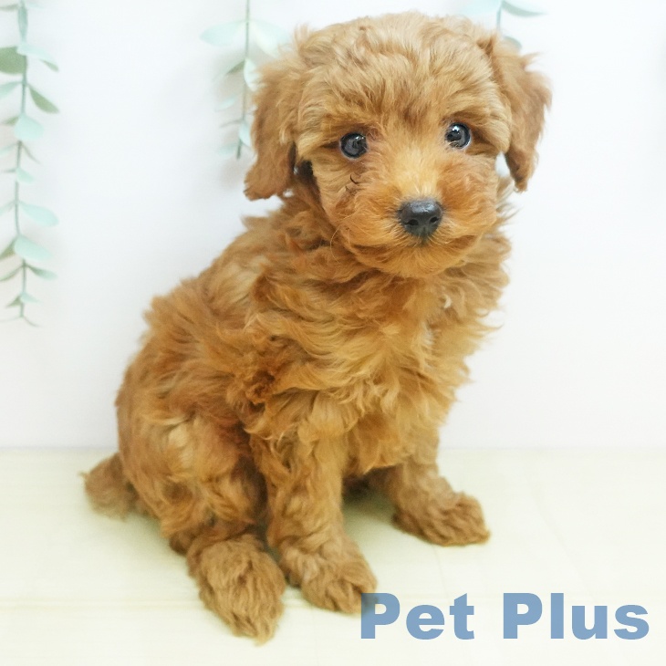 大阪府のトイプードル(トイ) (ペットプラス 堺北花田店/2025年8月29日生まれ/女の子/レッド)の子犬の1枚目の画像