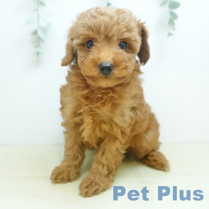 大阪府のトイプードル(トイ) (ペットプラス 堺北花田店/2025年8月29日生まれ/女の子/レッド)の子犬の2枚目の画像