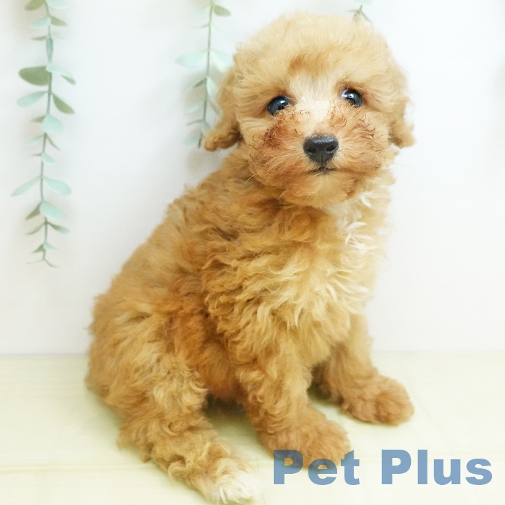 トイ・プードル