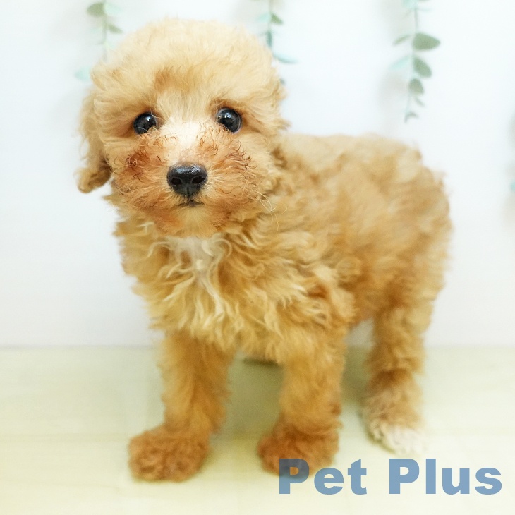 トイ・プードルの写真2