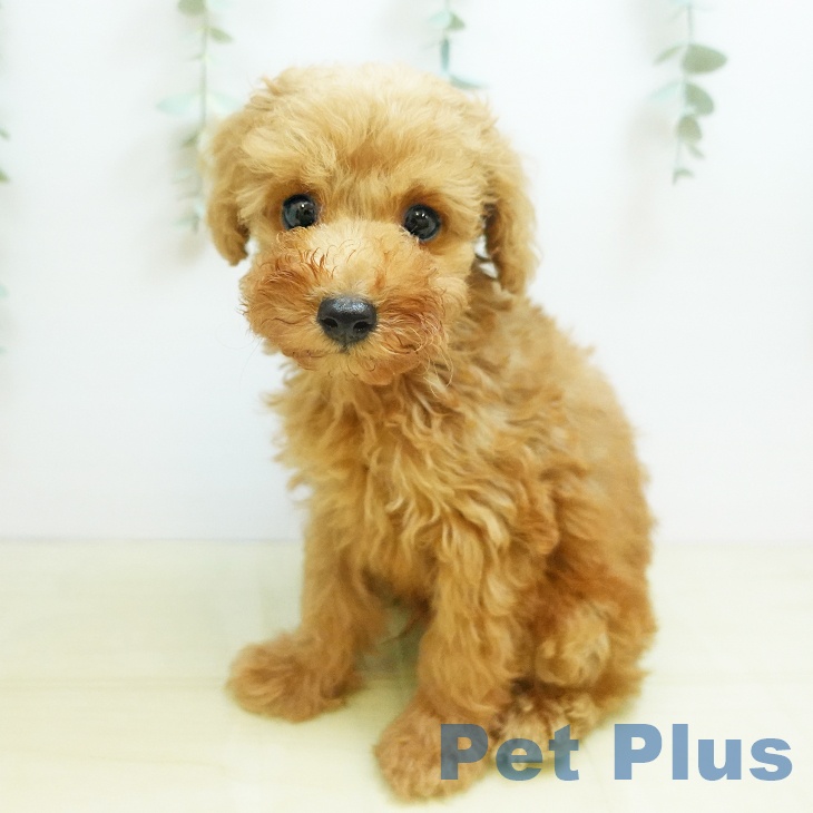 大阪府のトイプードル(トイ) (ペットプラス りんくう泉南店/2025年8月29日生まれ/男の子/アプリコット)の子犬の1枚目の画像