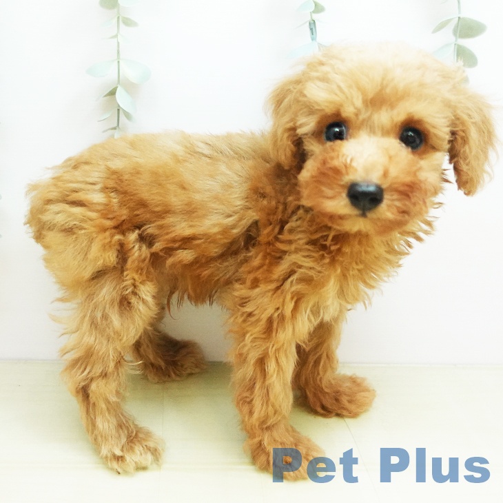 大阪府のトイプードル(トイ) (ペットプラス りんくう泉南店/2025年8月29日生まれ/男の子/アプリコット)の子犬の2枚目の画像