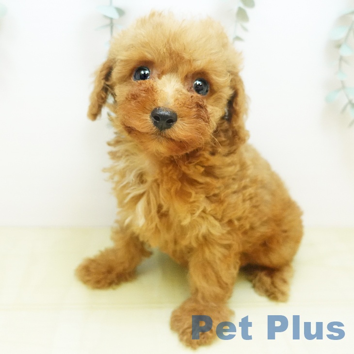 大阪府のトイプードル(トイ) (ペットプラス 四條畷店/2025年8月29日生まれ/女の子/レッド)の子犬の1枚目の画像