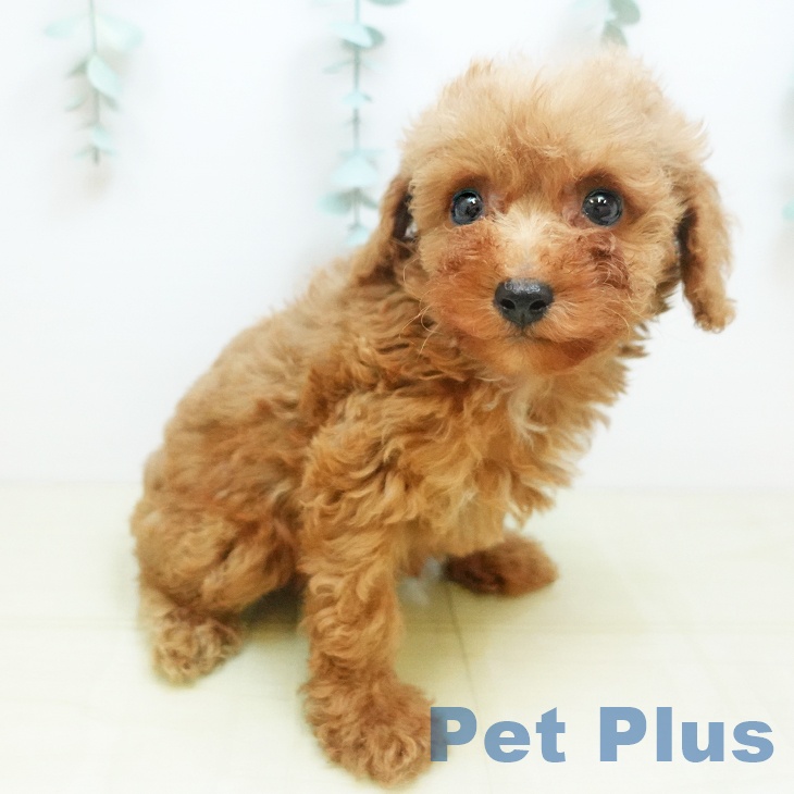 大阪府のトイプードル(トイ) (ペットプラス 四條畷店/2025年8月29日生まれ/女の子/レッド)の子犬の2枚目の画像