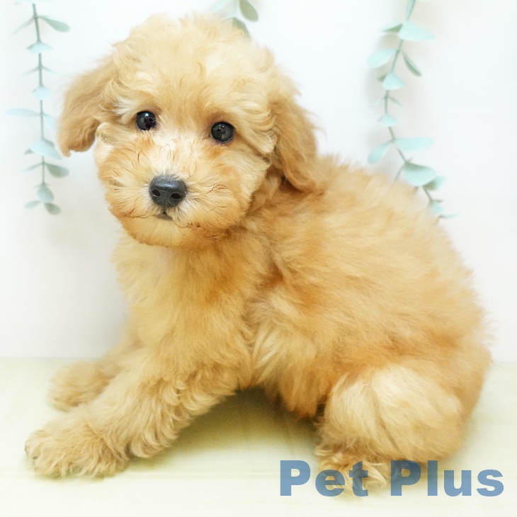 兵庫県のトイプードル(トイ) (ペットプラス 神戸三宮店/2025年8月26日生まれ/男の子/アプリコット)の子犬の1枚目の画像