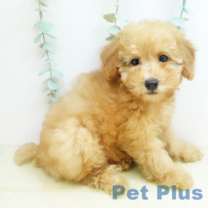 兵庫県のトイプードル(トイ) (ペットプラス 神戸三宮店/2025年8月26日生まれ/男の子/アプリコット)の子犬の2枚目の画像