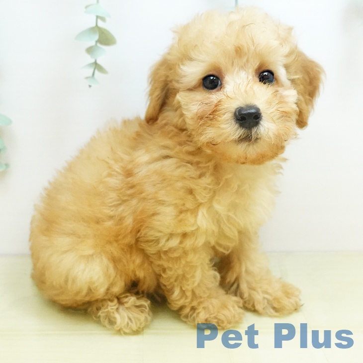 トイ・プードル